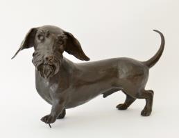 Rough haired Dachshund